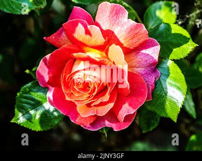 Rosa chinensis Jaca. La Chine s’est montée. Rose Bengale. Banque D'Images