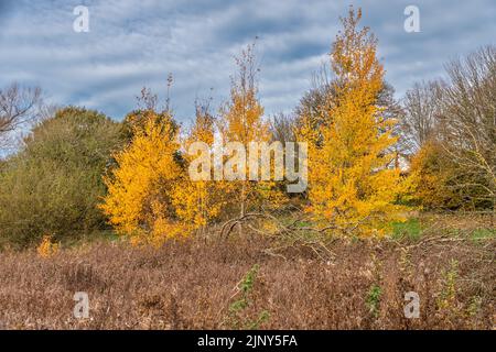 Un peuplement d'Aspen, Populus tremula, dans leur gloire d'automne, qui fait flamboyant l'or sur un fond marron et vert de la végétation d'automne anglaise Banque D'Images