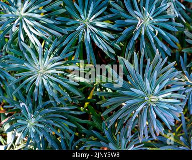 Feuilles d'un arbuste de l'Euphorbia (Euphorbia chacias) Banque D'Images