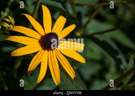 Classé de floraison de l'œil noir de Susan dans le soleil Banque D'Images