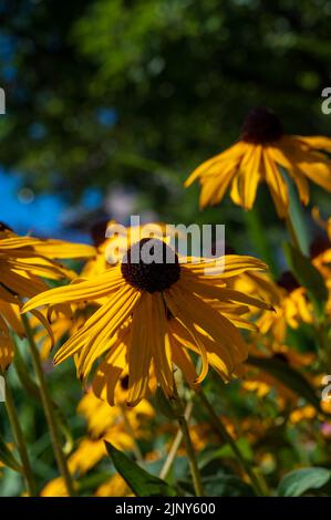 Classé de floraison de l'œil noir de Susan dans le soleil Banque D'Images