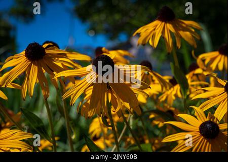 Classé de floraison de l'œil noir de Susan dans le soleil Banque D'Images