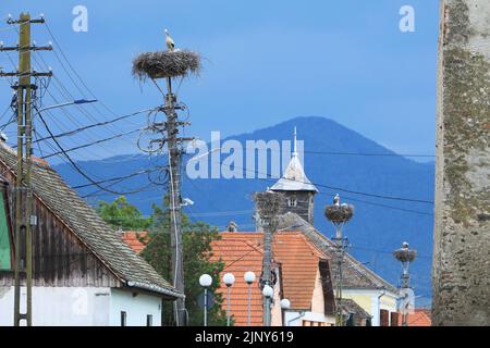 Le célèbre cigogne niche au sommet des poteaux télégraphiques dans le village de Cristian près de Sibiu, en Transylvanie, Roumanie Banque D'Images