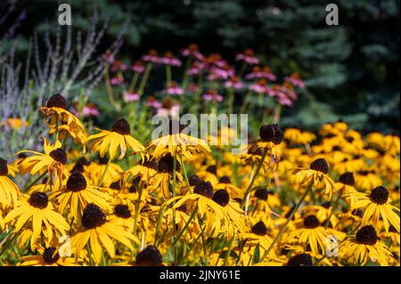 Classé de floraison de l'œil noir de Susan dans le soleil Banque D'Images