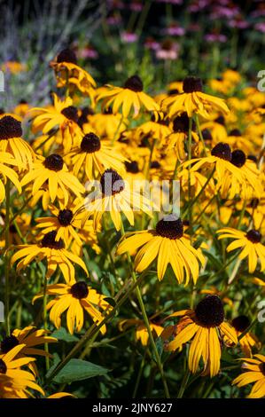 Classé de floraison de l'œil noir de Susan dans le soleil Banque D'Images