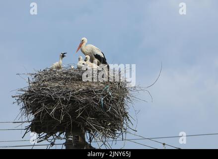 Le célèbre cigogne niche au sommet des poteaux télégraphiques dans le village de Cristian près de Sibiu, en Transylvanie, Roumanie Banque D'Images