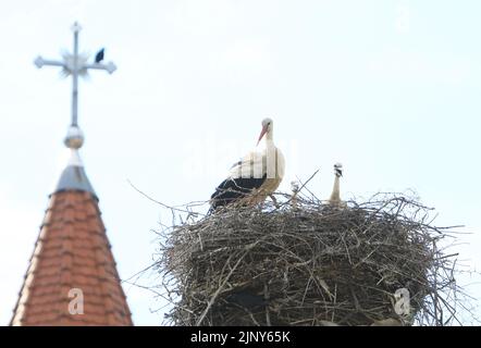 Le célèbre cigogne niche au sommet des poteaux télégraphiques dans le village de Cristian près de Sibiu, en Transylvanie, Roumanie Banque D'Images