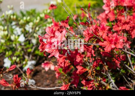Gros plan de la magnifique fleur ornementale Rhododendron indicum Banque D'Images