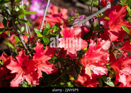 Gros plan de la magnifique fleur ornementale Rhododendron indicum Banque D'Images