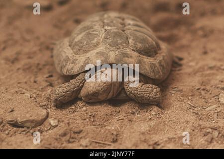 Route de passage de la tortue désertique d'Agassiz (Gopherus agassizii), ZOO slovaque Banque D'Images