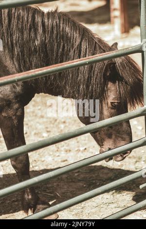 Portrait de cheval en gros plan Banque D'Images