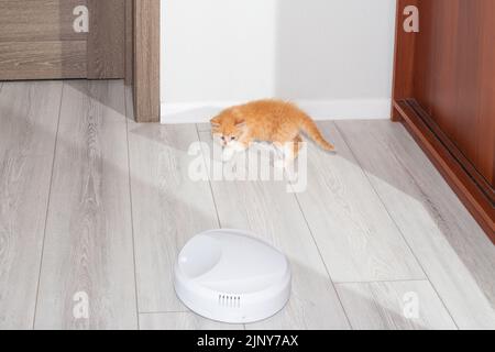 Le petit chaton au gingembre a peur du robot-aspirateur qui nettoie le sol de la maison. Banque D'Images