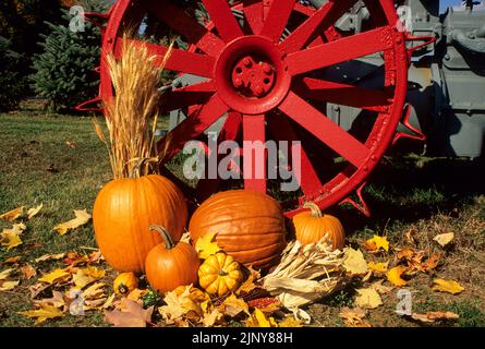 Jardin d'automne ancienne roue de tracteur Fordson antique vintage avec citrouilles et gourdes feuilles d'automne ferme, Millstone, New Jersey, Etats-Unis US NJ 2004 lame balayée Banque D'Images