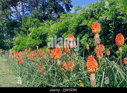 Hot Pokers rouges. Fleurs. Kniphofia. Musée national d'histoire de St Fagans, Cardiff, pays de Galles du Sud. Banque D'Images