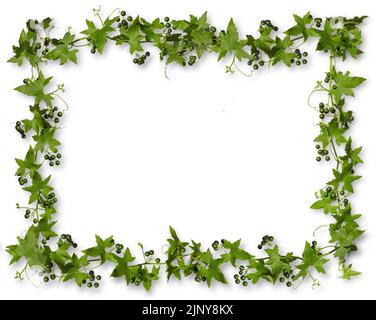 Ivy avec des baies vertes isolées sur fond blanc avec des ombres, cadre rectangulaire. Banque D'Images