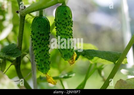 Concombres verts avec boutons mûrissent dans le jardin. Le concept de récolte, mûrissement des légumes. Copier l'espace Banque D'Images