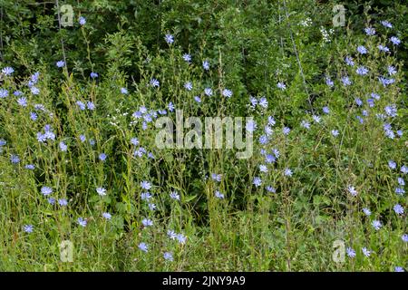 Fleurs bleues de chicorée commune, également appelée Cichorium intybus ou Wegwarte Banque D'Images