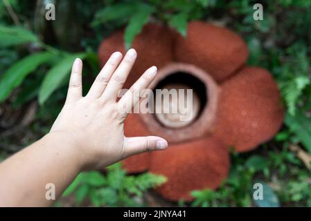 Rafflesia Keithii fleur et main - la rafflesia est la plus grande fleur du monde Banque D'Images