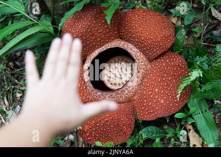 Rafflesia Keithii fleur et main - la rafflesia est la plus grande fleur du monde Banque D'Images