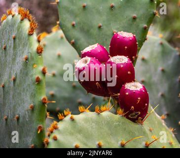 Opuntia ficus-indica, poire cactus ou poire pirickly, avec fruits rouges - foyer sélectif Banque D'Images