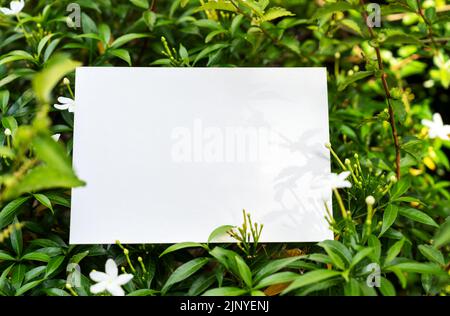 Lumière et ombre sur un morceau de papier vierge sur le dessus des feuilles vertes avec fleur de jasmin d'étoile blanche Banque D'Images