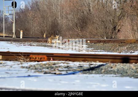 Bartlett, Illinois, États-Unis. Les loups (Canis lupus) semblent chercher à voir si un train vient à mesure qu'ils se déplacent pour traverser une série de voies de chemin de fer. Banque D'Images