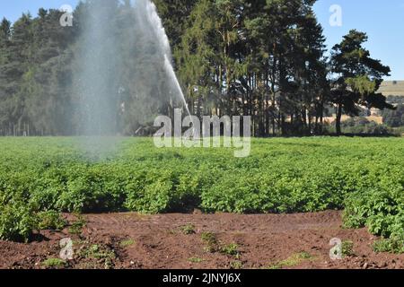 Une culture de pommes de terre est irriguée à l'aide d'un arroseur en déplacement en été près de Forfar, dans l'est de l'Écosse, avec des arbres en arrière-plan. Banque D'Images