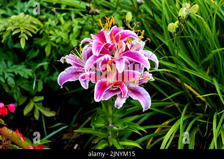 Stargazer Lily. Les nénuphars orientaux sont réputés pour leur parfum agréable et leurs fleurs flamboyantes à la fin de l'été Banque D'Images