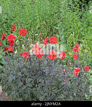 Évêque de Llandaff dahlias, la frontière herbacée. Parc du château / Bute Park, centre de Cardiff. Été 2022. |août Banque D'Images