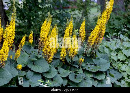 Le Rocket Golden Ray (Ligularia stenocephala). Le Rocket est une grande plante pour les jardins humides et ombragés. Fleurs en milieu d'été, énorme fleur jaune vif Banque D'Images