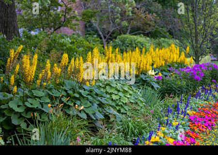 Le Rocket Golden Ray (Ligularia stenocephala). Le Rocket est une grande plante pour les jardins humides et ombragés. Fleurs en milieu d'été, énorme fleur jaune vif Banque D'Images