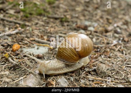 Escargot romain (Helix pomatia) rampant sur terrain sablonneux dans la forêt, vue du côté gauche, foyer sélectif Banque D'Images