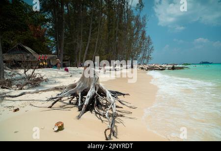 Arbres détruits à Tusunami sur l'île touristique de Bamboo. Touristes faisant des excursions sur l'île. Parc naturel de Phi Phi. Île tropicale touchée par le tsunami Banque D'Images