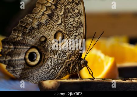 Une mouche de morpho bleue se nourrissant sur une banane dans un jardin d'hiver de papillon. Banque D'Images