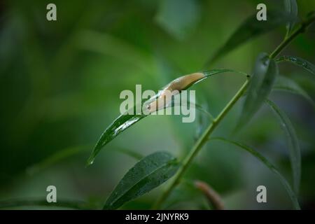 Une limace rampent sur une feuille verte après la pluie. Le concept de lutte antiparasitaire dans le jardin. Banque D'Images