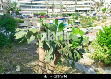 Opuntia cactus en grèce près de la mer Banque D'Images