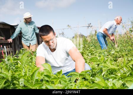 Jardinier travaillant avec des pommes de terre buissons dans le jardin, famille sur fond Banque D'Images