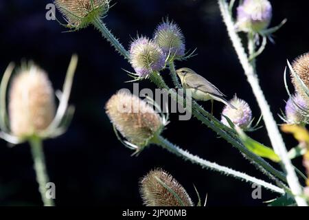 Saule Paruline (Phylloscopus trochilus) recherche de pucerons et de mouches noires sur des cuillères à café dans le jardin d'animaux sauvages - Écosse, Royaume-Uni Banque D'Images