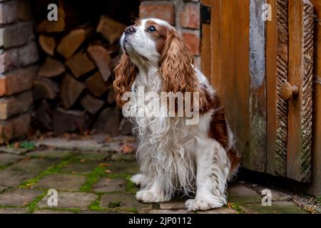 Portrait du cavalier roi charles spaniel. Banque D'Images