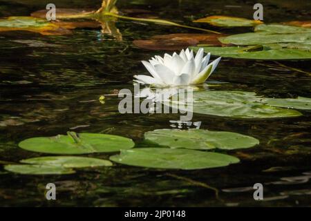 Issaquah, Washington, États-Unis. Le nénuphars parfumé, Nymphaea odorata, est considéré comme une mauvaise herbe nocive de classe C dans cette région. Banque D'Images