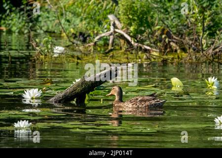 Issaquah, Washington, États-Unis. Nénuphars odorants, Nymphaea odorata, avec une femelle canard colvert qui nage à travers eux. Banque D'Images