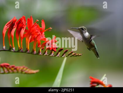 Un colibri à gorge rubis immature mâle, Archilochus colubris, planant près de la fleur rouge vif de crocosmia dans un jardin Banque D'Images