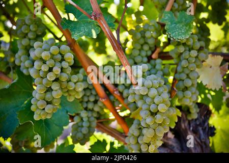 Raisin blanc Sauvignon mûr biologique sur la vigne prête à être récolté à l'automne dans la vallée de l'Okanagan, Colombie-Britannique, Canada. Banque D'Images