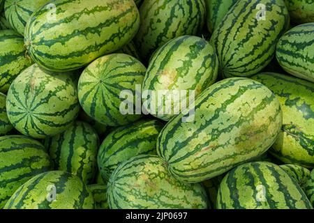 Fond de fruit. Il y a beaucoup de grosses pastèques biologiques mûres vertes et douces au marché agricole (supermarché). Nutrition et vitamines. Aliments crus sains. Banque D'Images