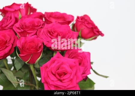 Roses rouges sur fond blanc Banque D'Images