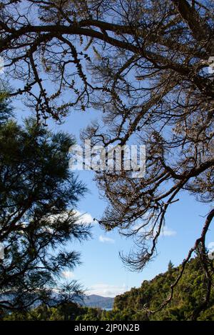 Campagne de la Nouvelle-Zélande : un grand vieux pins spectaculaire décore un ciel bleu clair. Des charges de cônes de pin. Banque D'Images