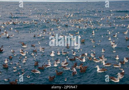 Un regard sur la vie en Nouvelle-Zélande: Oiseaux de mer se nourrissant autour d'un Trawler commercial. Banque D'Images