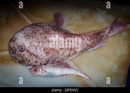 Toadfish: (Tetractenos hamiltoni): Prises accessoires dans un filet de chalut. Poisson-fond pâle (Ambophthalmos angustus, Neophrynichthys angustus). Banque D'Images