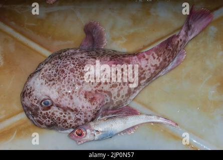 Toadfish: (Tetractenos hamiltoni): Prises accessoires dans un filet de chalut. Poisson-fond pâle (Ambophthalmos angustus, Neophrynichthys angustus). Banque D'Images