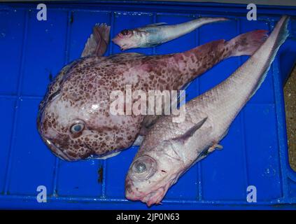 Toadfish: (Tetractenos hamiltoni): Prises accessoires dans un filet de chalut. Poisson-fond pâle (Ambophthalmos angustus, Neophrynichthys angustus). Banque D'Images